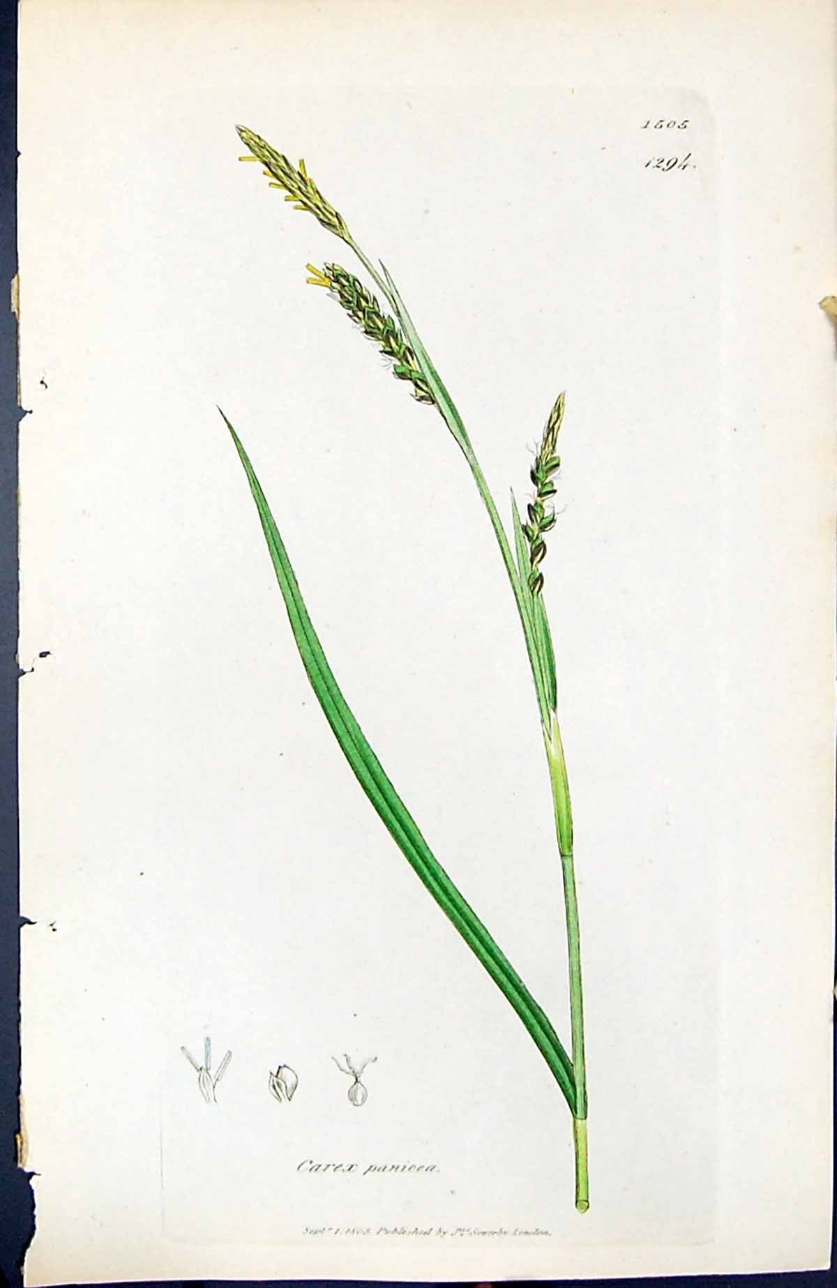 Old Print Carex Panicea British Plants Botany 1847 Sowerby Smith Colour 19th