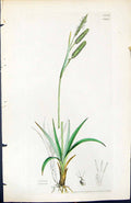 Old Print Carex Recurva British Plants Botany 1847 Sowerby Smith Colour 19th