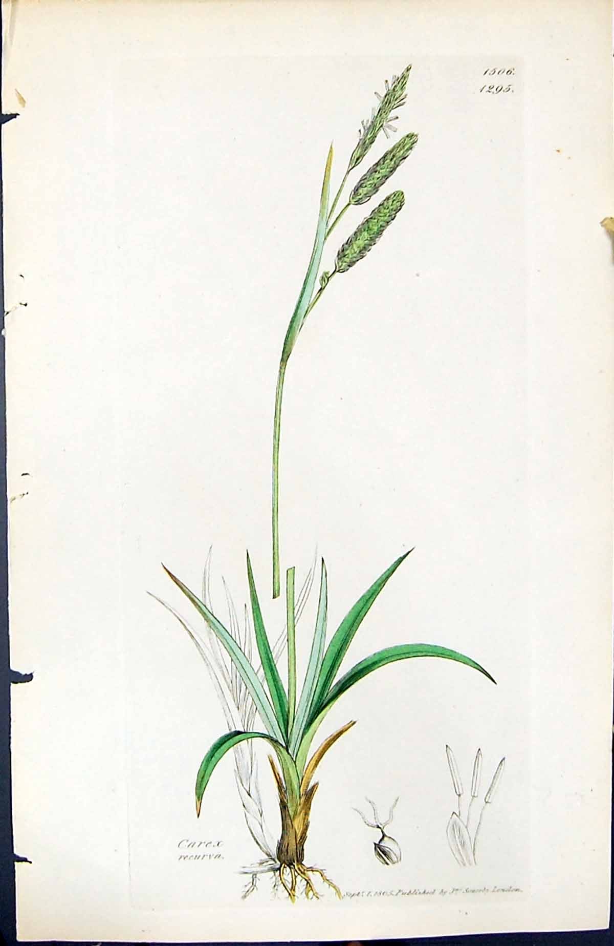 Old Print Carex Recurva British Plants Botany 1847 Sowerby Smith Colour 19th