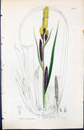 Old Print Carex Paludosa British Plants Botany 1847 Sowerby Smith Colour 19th