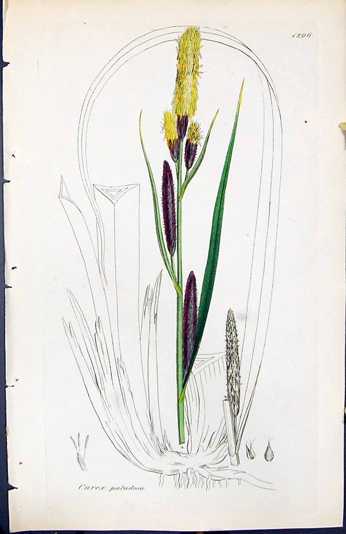 Old Print Carex Paludosa British Plants Botany 1847 Sowerby Smith Colour 19th