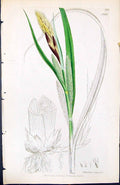 Antique Print Carex Riparia British Plants Botany 1847 Sowerby Smith Colour