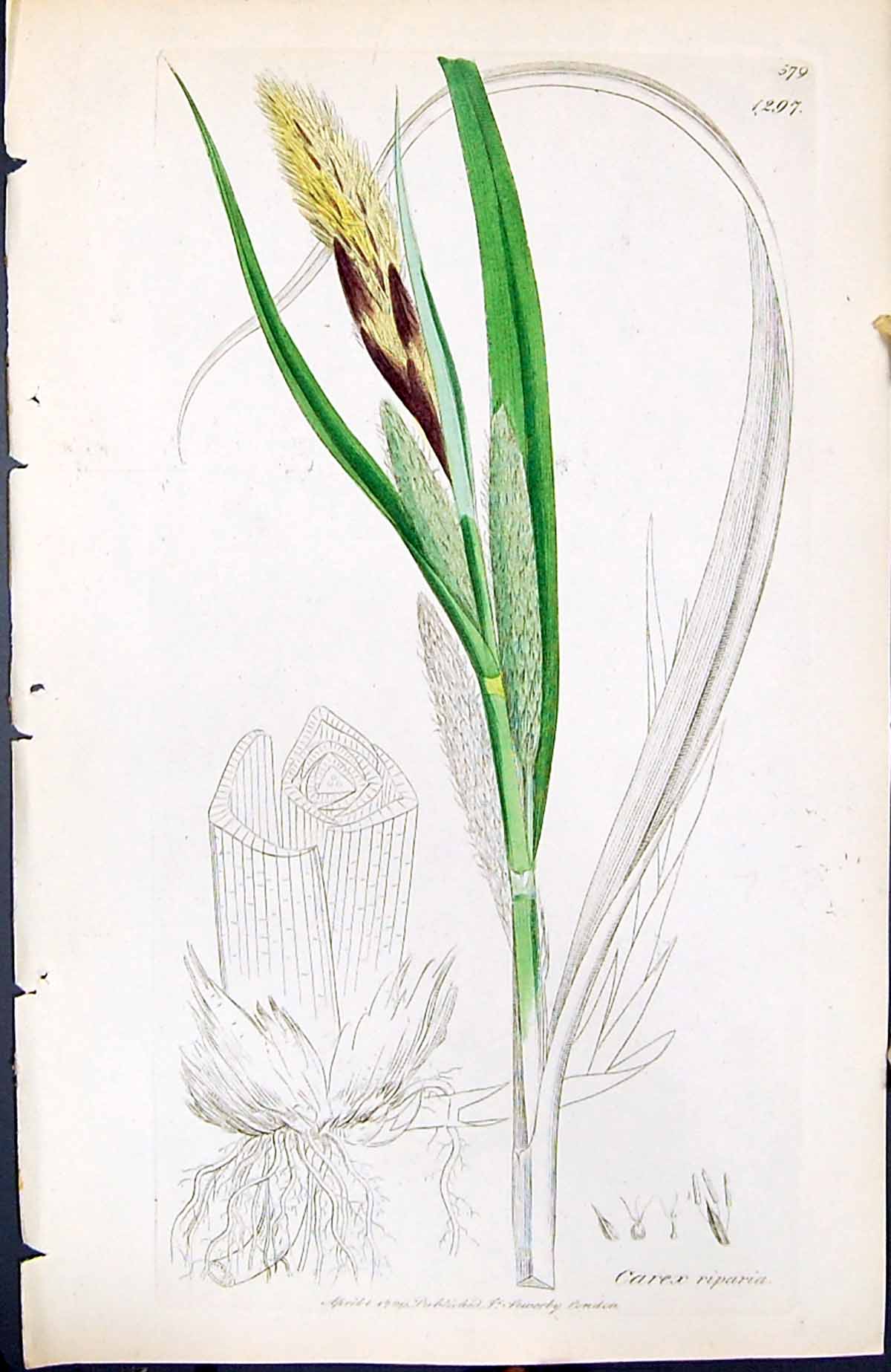 Antique Print Carex Riparia British Plants Botany 1847 Sowerby Smith Colour
