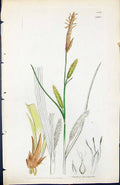 Antique Old Print Carex Loevigata British Plants Botany 1847 Sowerby Smith 19th