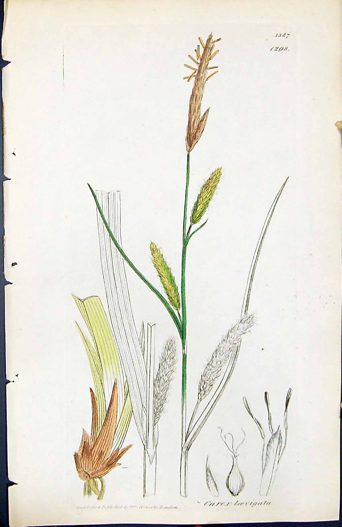 Antique Old Print Carex Loevigata British Plants Botany 1847 Sowerby Smith 19th