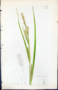 Antique Old Print Carex Vesicaria British Plants Botany 1847 Sowerby Smith 19th
