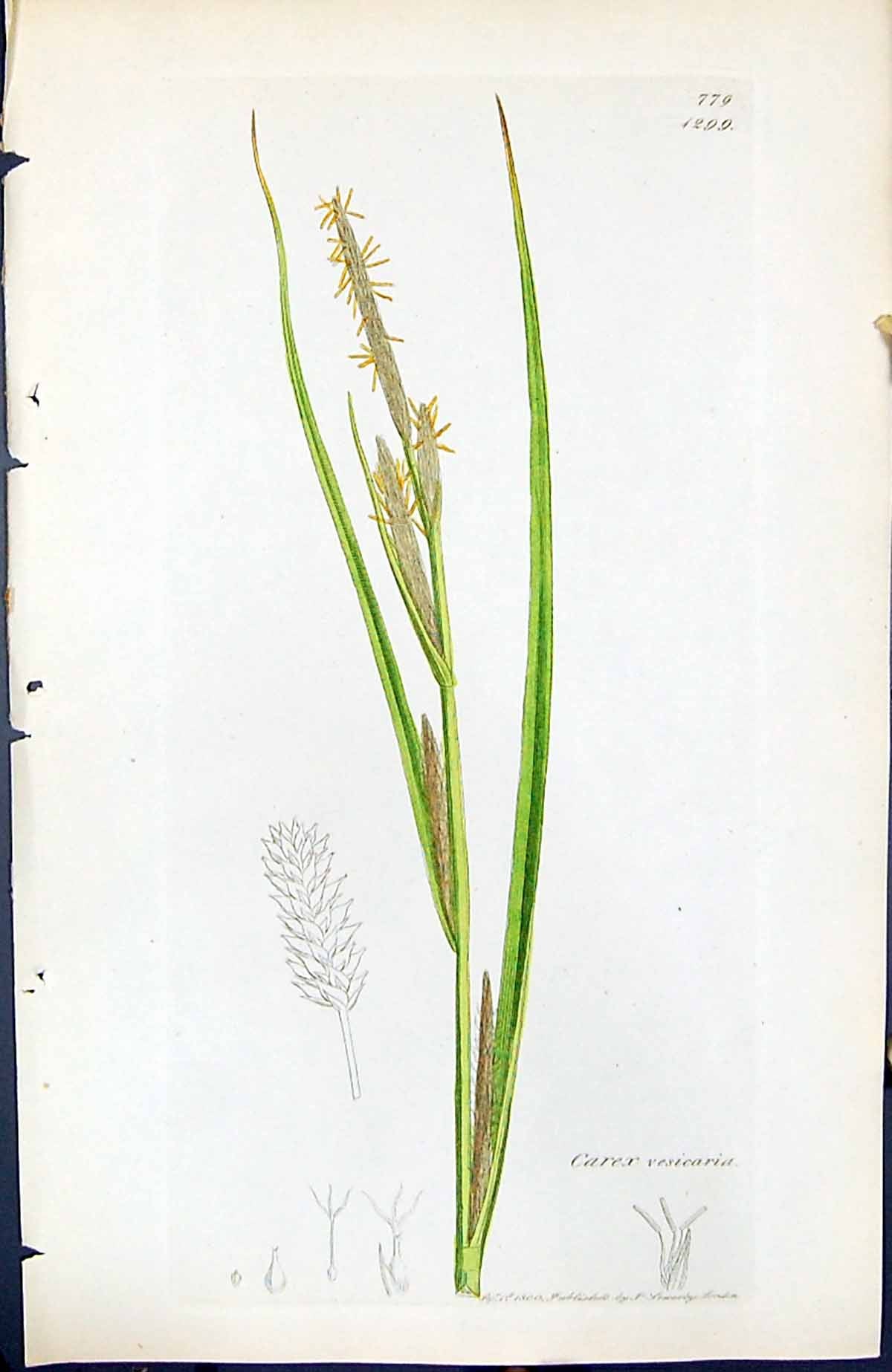 Antique Old Print Carex Vesicaria British Plants Botany 1847 Sowerby Smith 19th