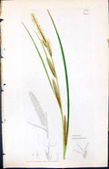 Antique Old Print Carex Ampullacea British Plants Botany 1847 Sowerby Smith