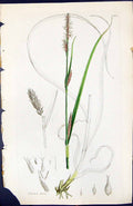 Antique Old Print Carex Hirta British Plants Botany 1847 Sowerby Smith Colour