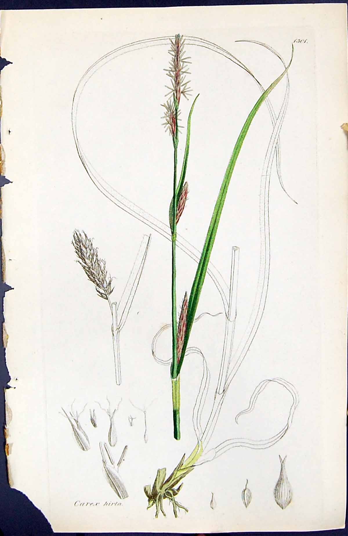 Antique Old Print Carex Hirta British Plants Botany 1847 Sowerby Smith Colour