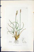 Old Print Elyna Caricina British Plants Botany 1847 Sowerby Smith Colour 19th