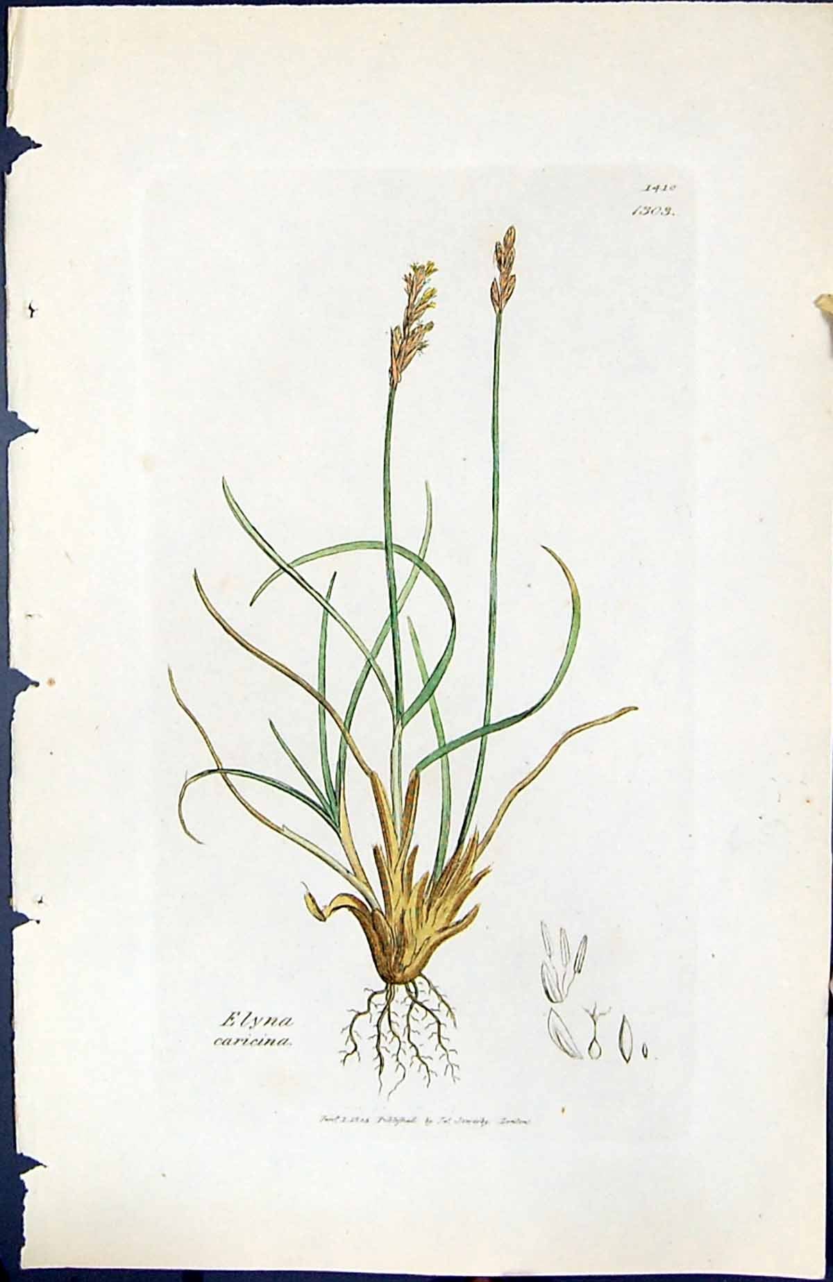 Old Print Elyna Caricina British Plants Botany 1847 Sowerby Smith Colour 19th