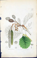 Antique Old Print Alnus Glutinosa British Plants Botany 1847 Sowerby Smith 19th