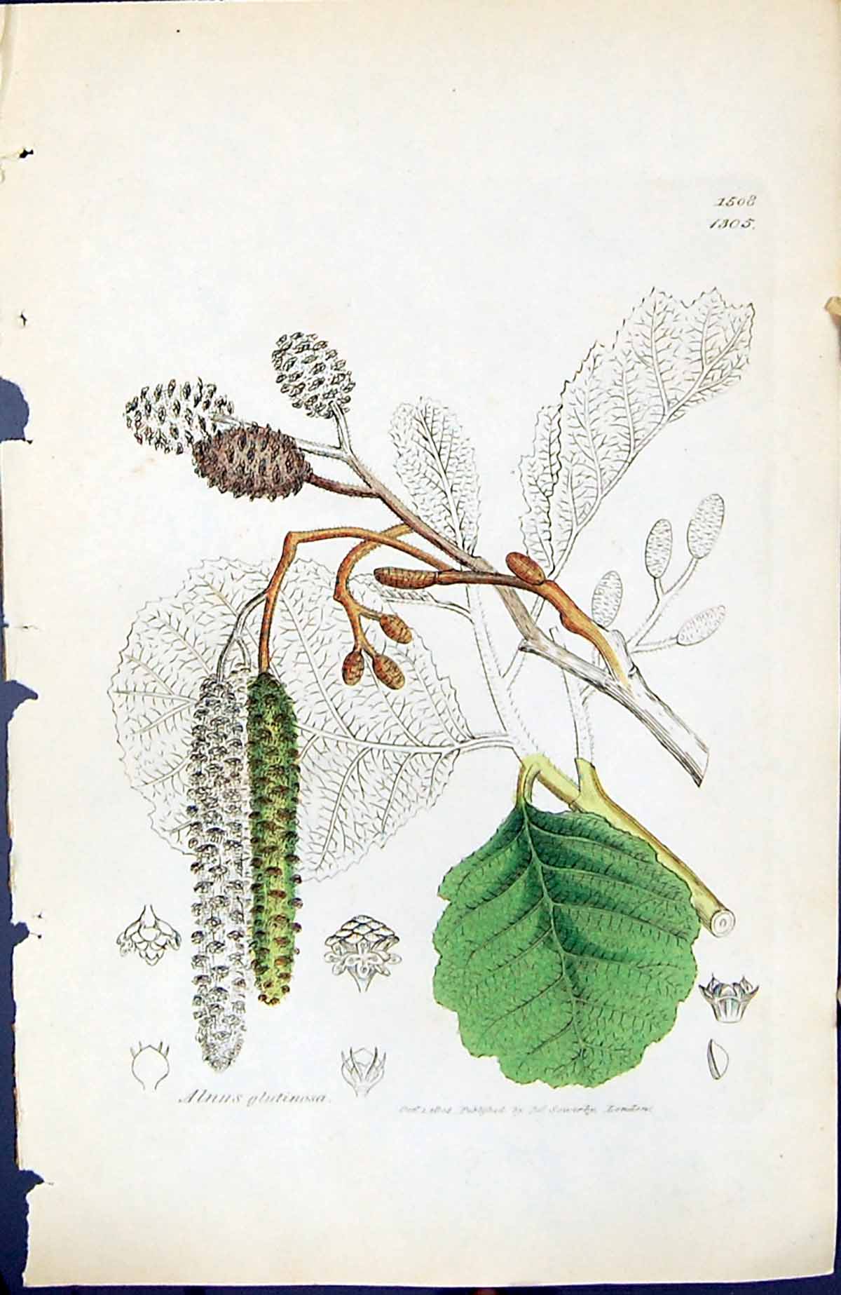 Antique Old Print Alnus Glutinosa British Plants Botany 1847 Sowerby Smith 19th