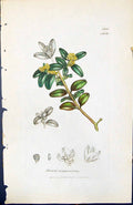 Antique Old Print Buxus Sempervirens British Plants Botany 1847 Sowerby Smith