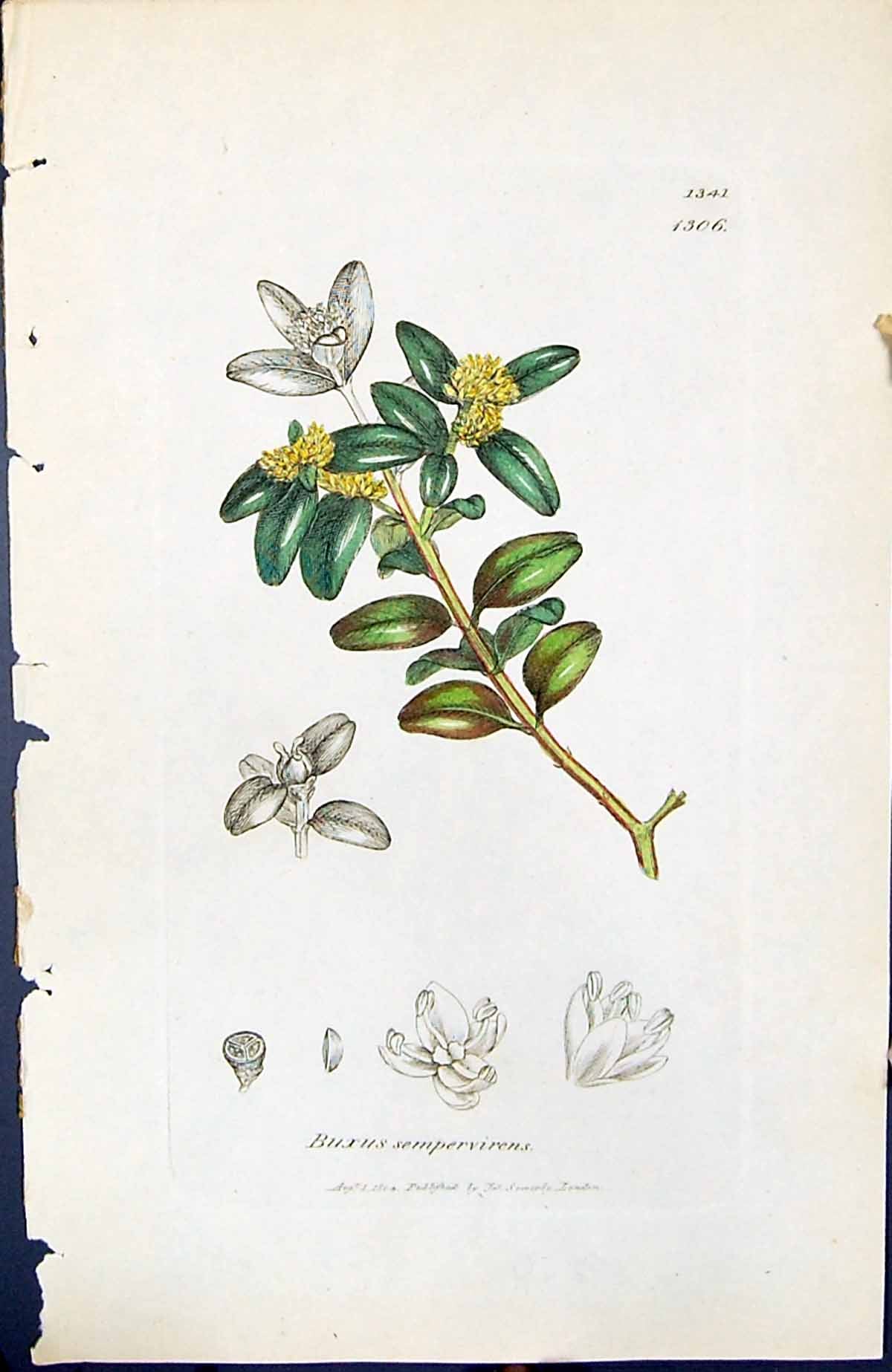 Antique Old Print Buxus Sempervirens British Plants Botany 1847 Sowerby Smith