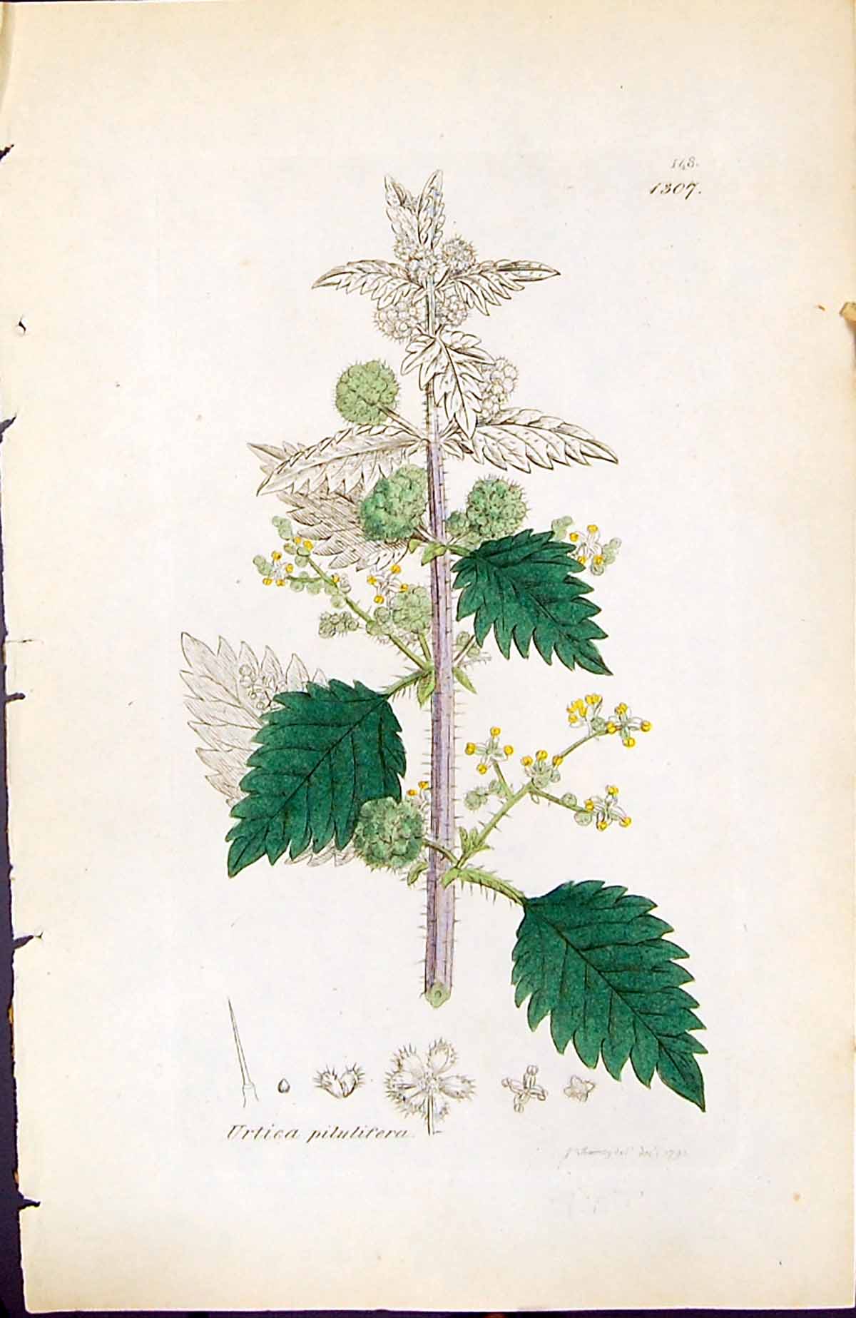 Antique Old Print Urtica Pilulifera British Plants Botany 1847 Sowerby Smith