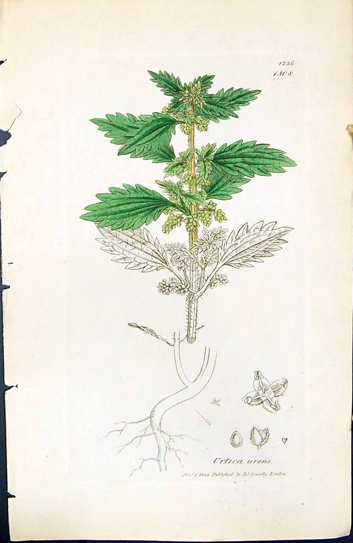 Antique Print Urtica Urens British Plants Botany 1847 Sowerby Smith Colour 19th