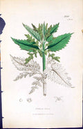 Antique Print Urlica Dioica British Plants Botany 1847 Sowerby Smith Colour