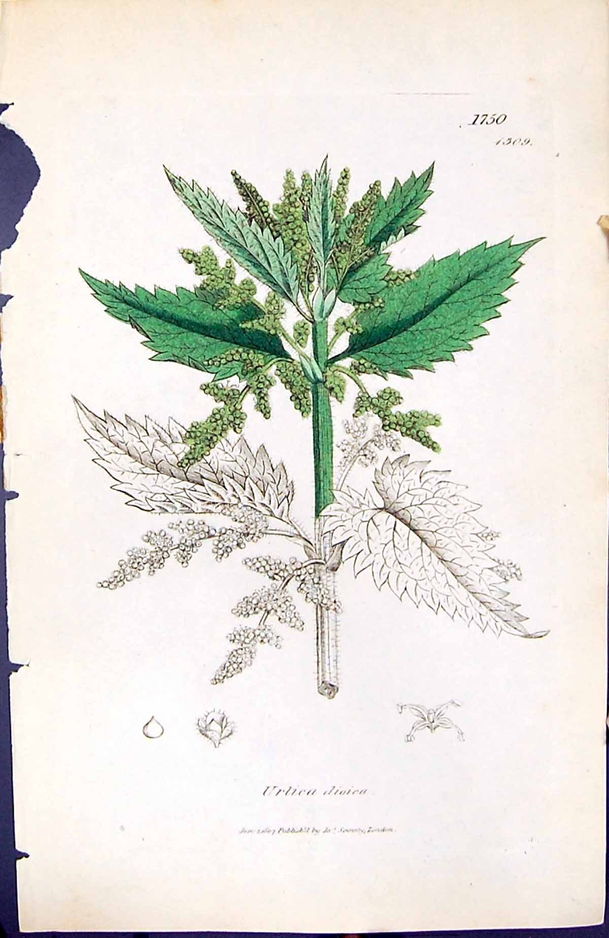 Antique Print Urlica Dioica British Plants Botany 1847 Sowerby Smith Colour