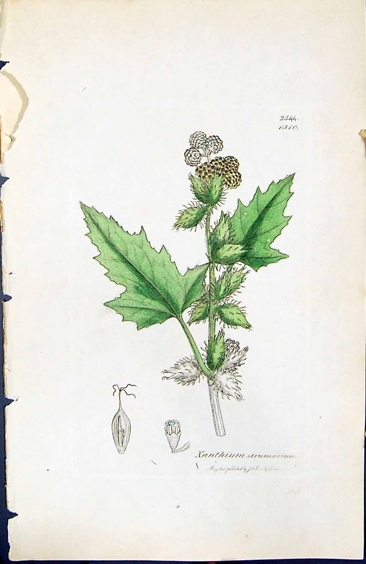 Antique Print Xanthium Strumarium British Plants Botany 1847 Sowerby Smith 19th