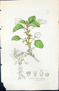 Antique Old Print Amaranthus Blitum British Plants Botany 1847 Sowerby Smith