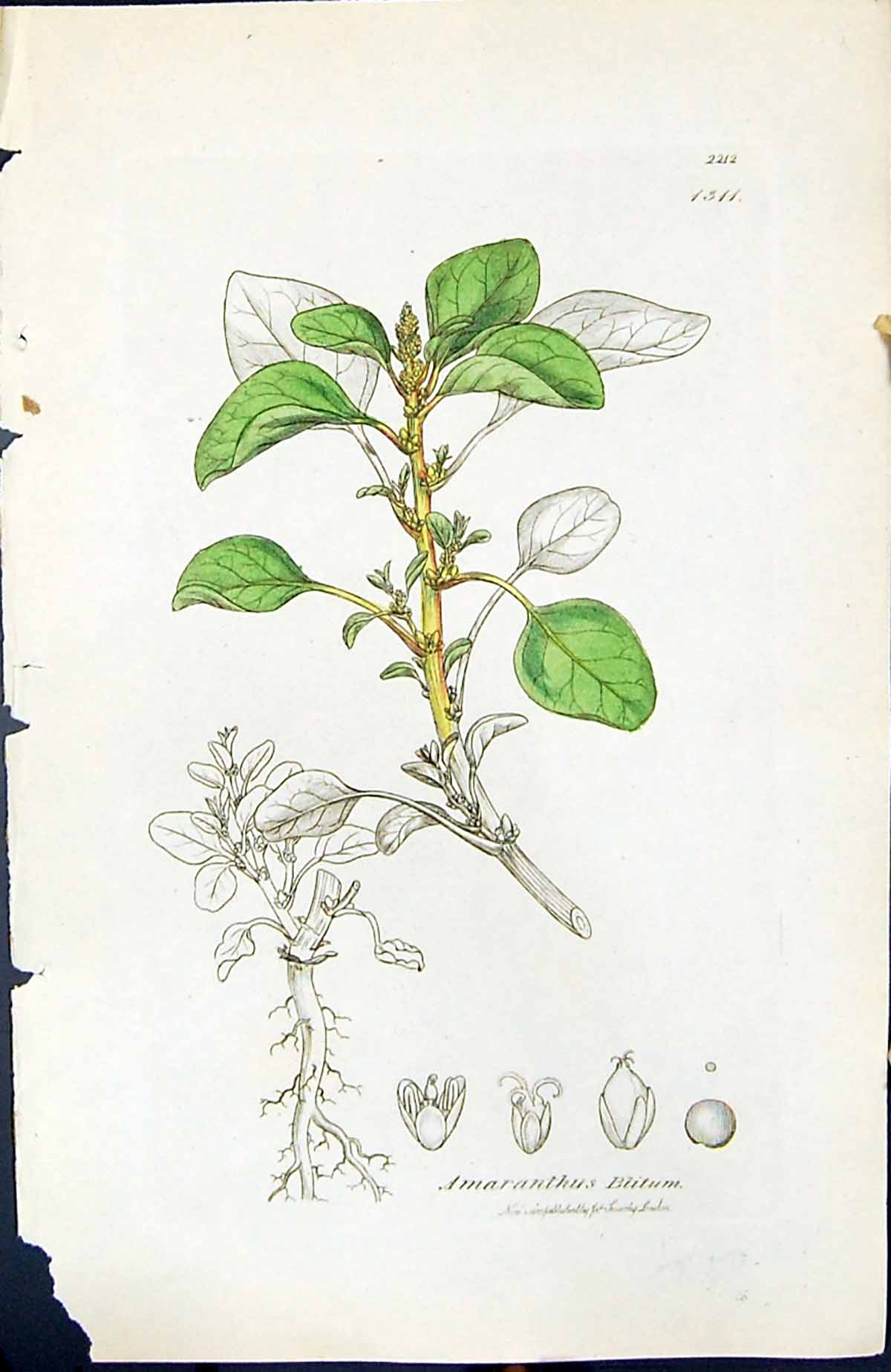 Antique Old Print Amaranthus Blitum British Plants Botany 1847 Sowerby Smith