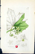 Old Print Bryonia Dioica British Plants Botany 1847 Sowerby Smith Colour 19th