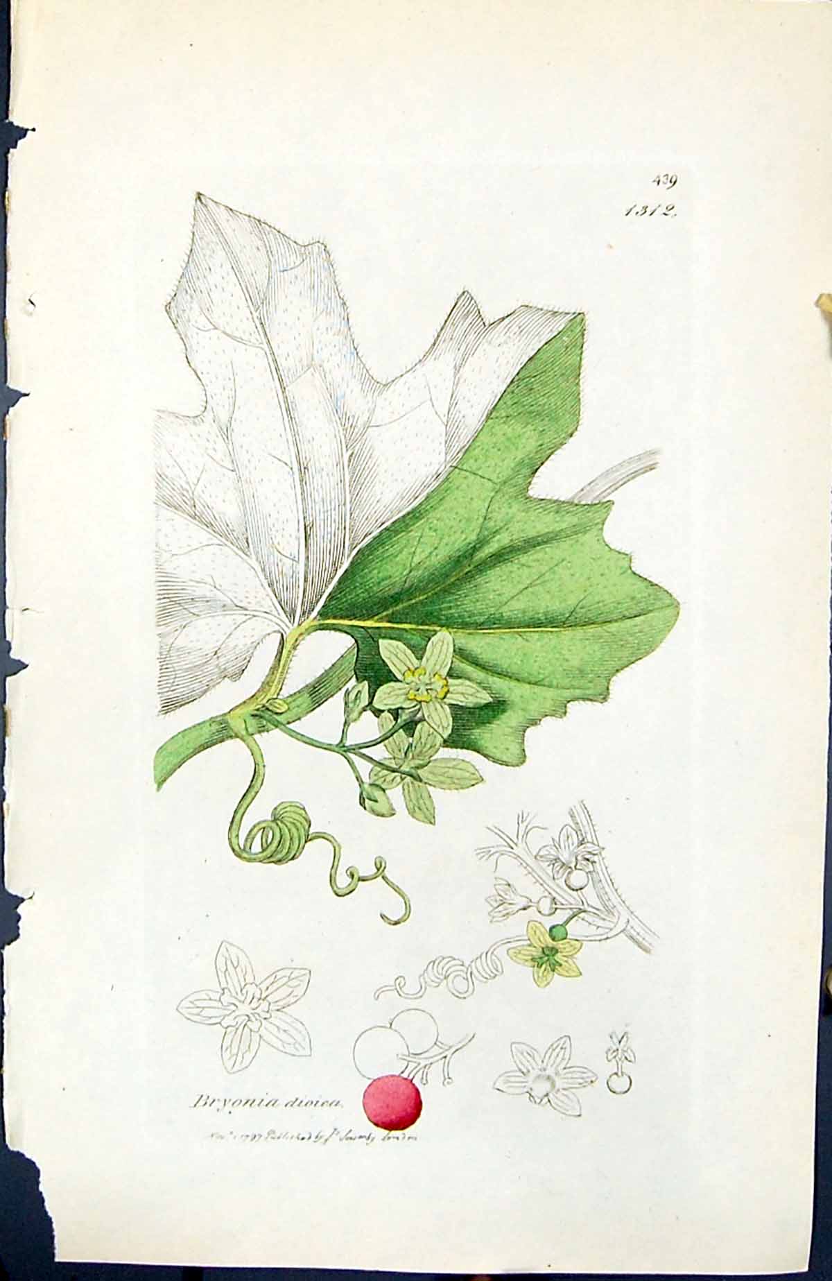 Old Print Bryonia Dioica British Plants Botany 1847 Sowerby Smith Colour 19th