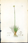 Old Eriocaulon Septangulare British Plants Botany 1847 Sowerby Smith Victorian