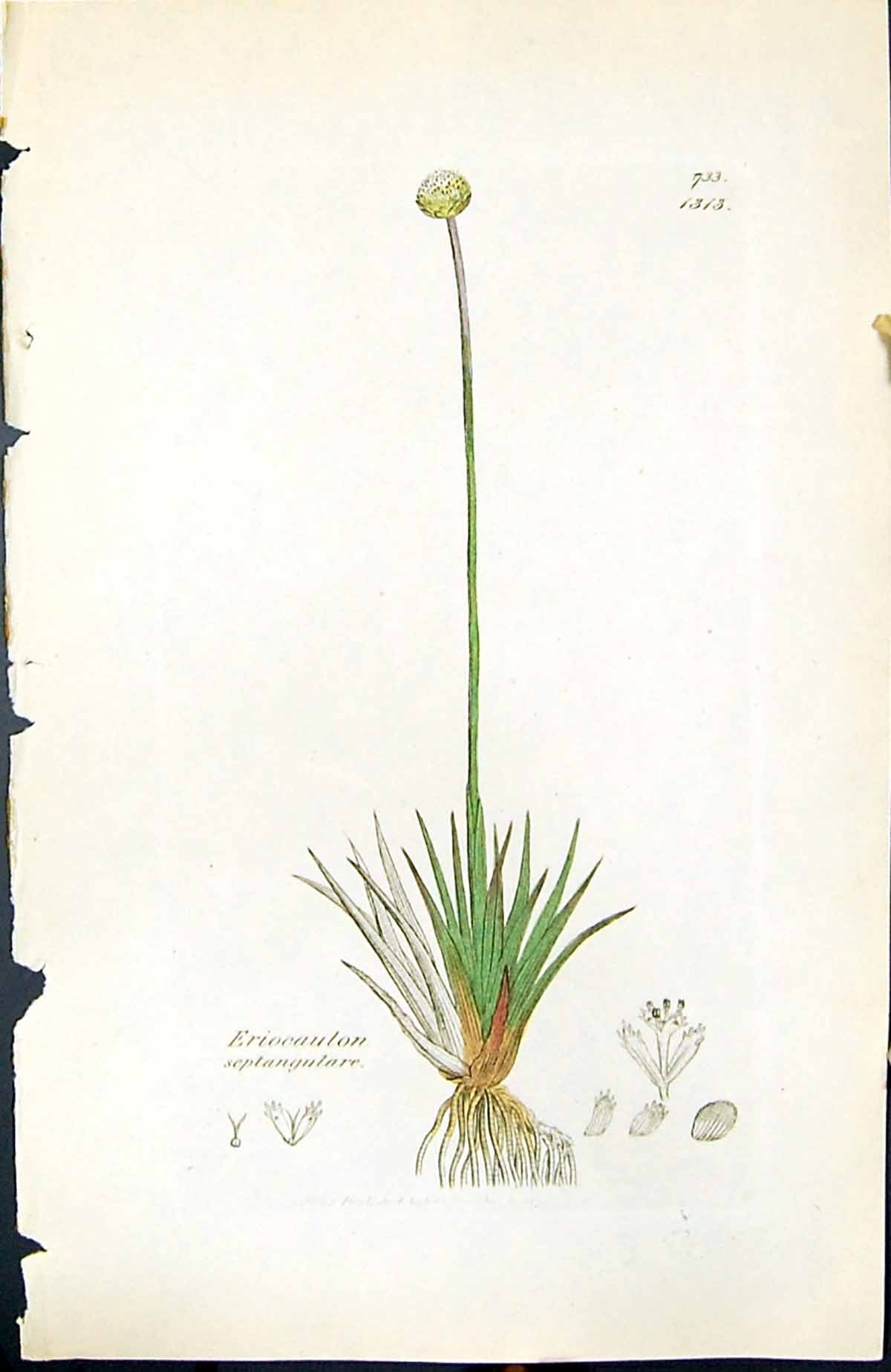 Old Eriocaulon Septangulare British Plants Botany 1847 Sowerby Smith Victorian