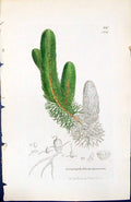 Old Print Ceratophyllum Demersum British Plants Botany 1847 Sowerby Smith 19th