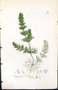 Old Ceratophyllum Submersum British Plants Botany 1847 Sowerby Smith Victorian