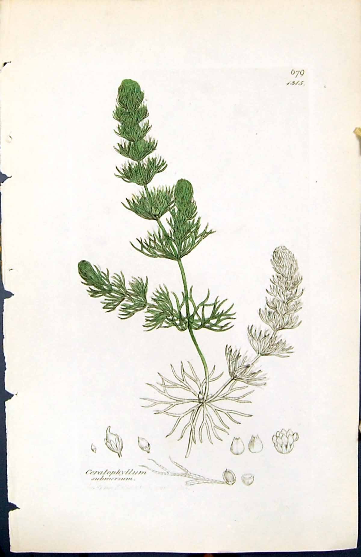 Old Ceratophyllum Submersum British Plants Botany 1847 Sowerby Smith Victorian