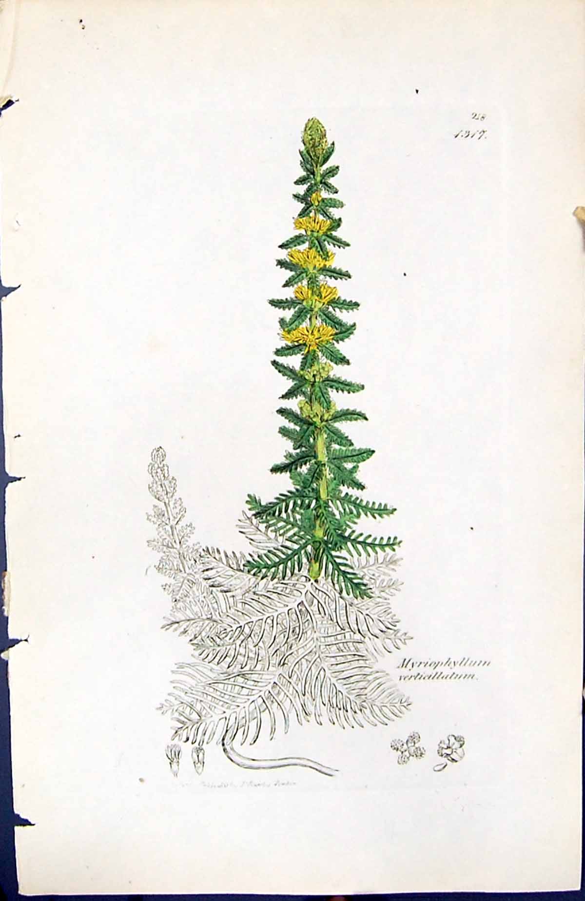 Old Myriophyllum Verticillatum British Plants Botany 1847 Sowerby Smi Victorian