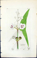 Old Sagittaria Sagittifolia British Plants Botany 1847 Sowerby Smith Victorian