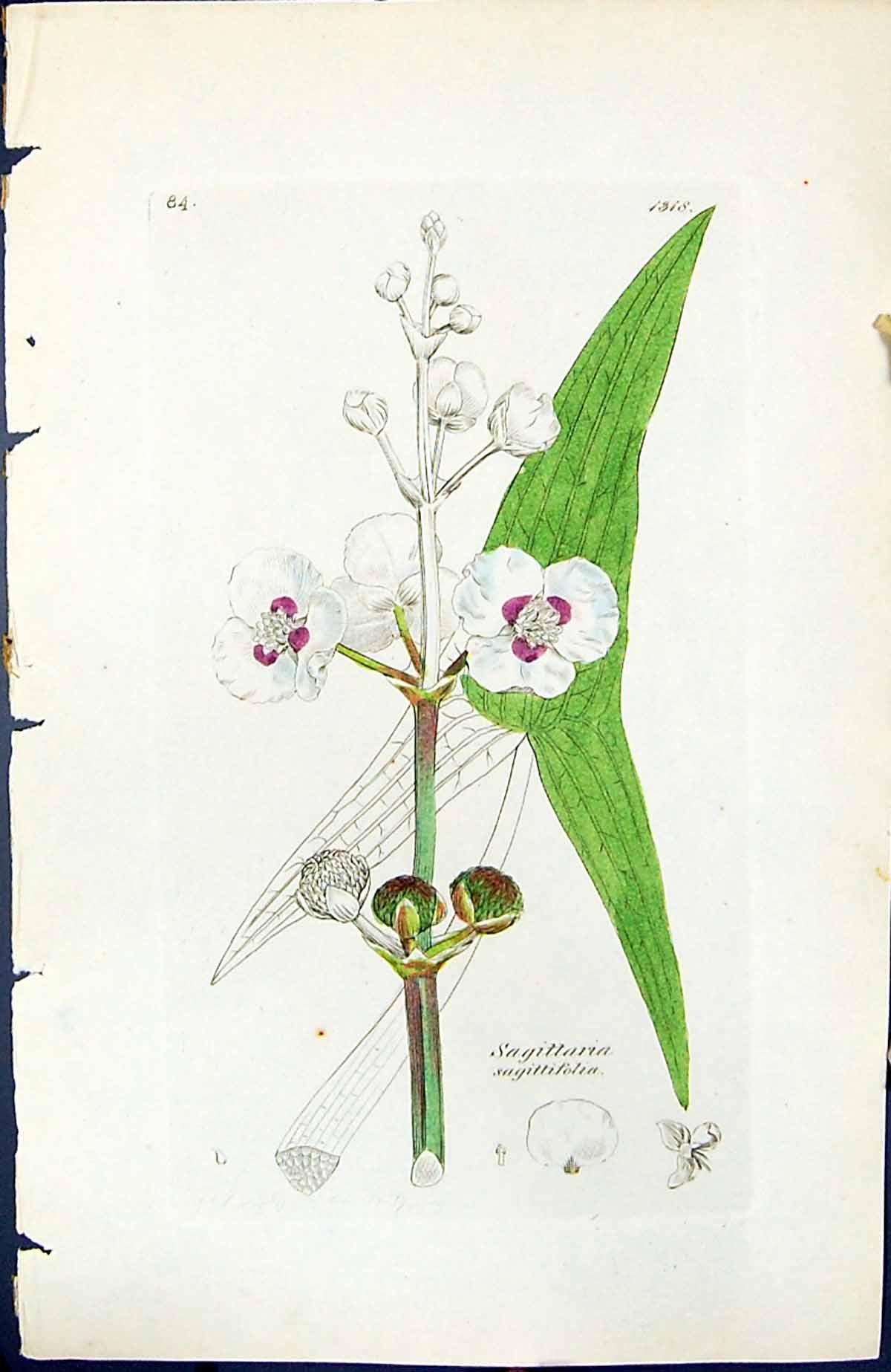 Old Sagittaria Sagittifolia British Plants Botany 1847 Sowerby Smith Victorian