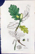 Antique Print Quercus Sessiliflora British Plants Botany 1847 Sowerby Smith