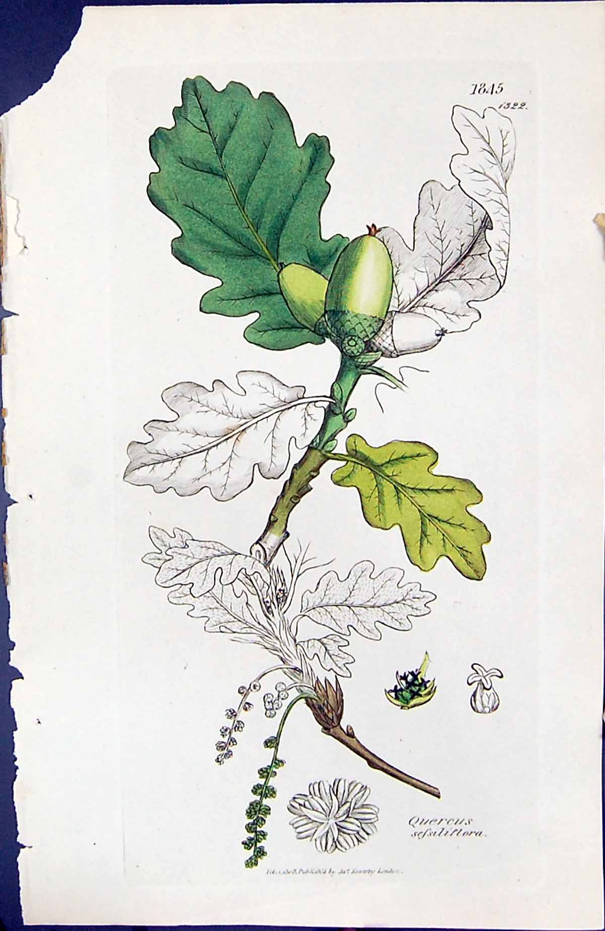 Antique Print Quercus Sessiliflora British Plants Botany 1847 Sowerby Smith