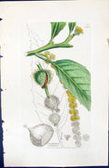 Antique Old Print Castanea Vulgaris British Plants Botany 1847 Sowerby Smith