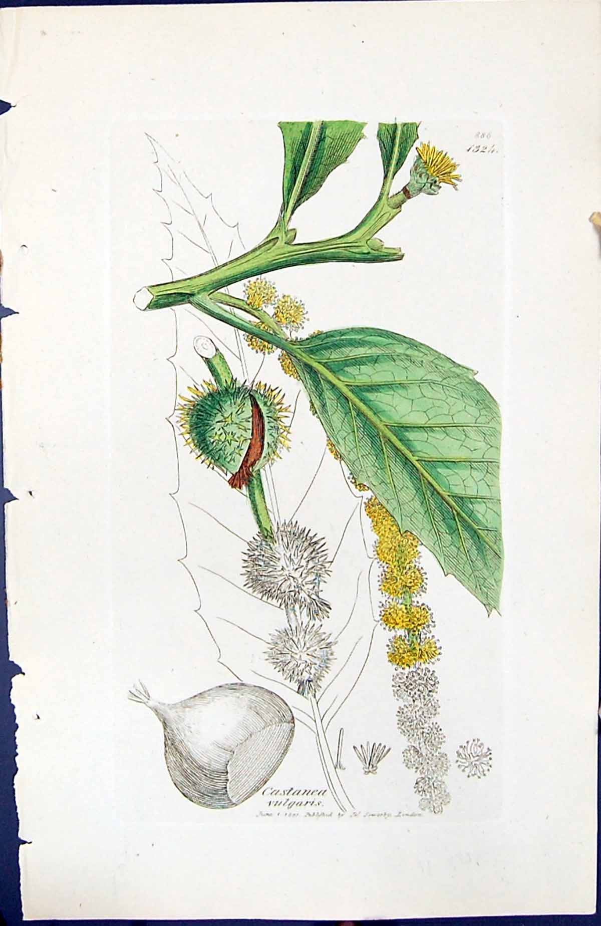 Antique Old Print Castanea Vulgaris British Plants Botany 1847 Sowerby Smith