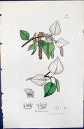 Antique Old Print Betula Alba British Plants Botany 1847 Sowerby Smith Colour