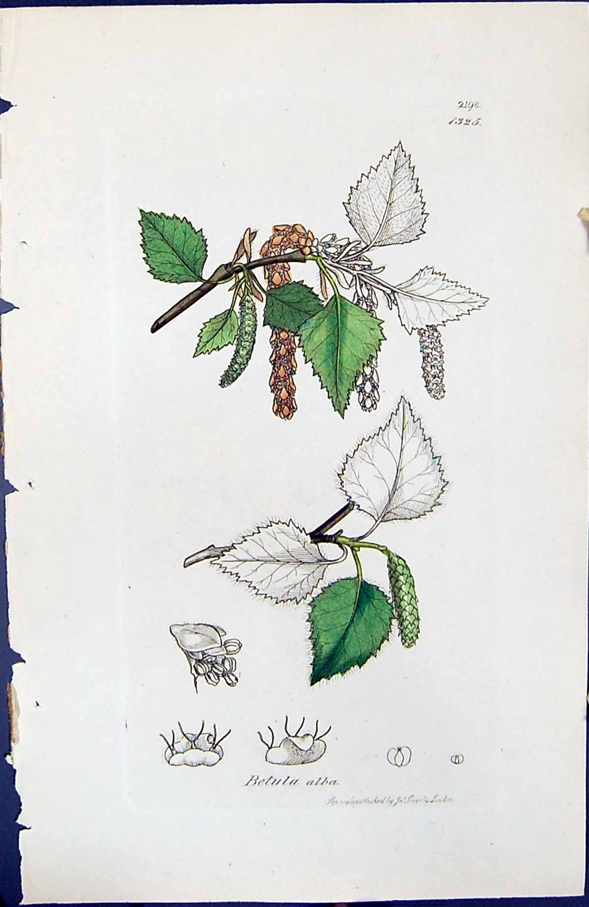 Antique Old Print Betula Alba British Plants Botany 1847 Sowerby Smith Colour