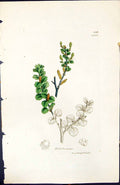 Antique Old Print Betula Nana British Plants Botany 1847 Sowerby Smith Colour