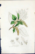 Antique Old Print Carpinus Betulus British Plants Botany 1847 Sowerby Smith