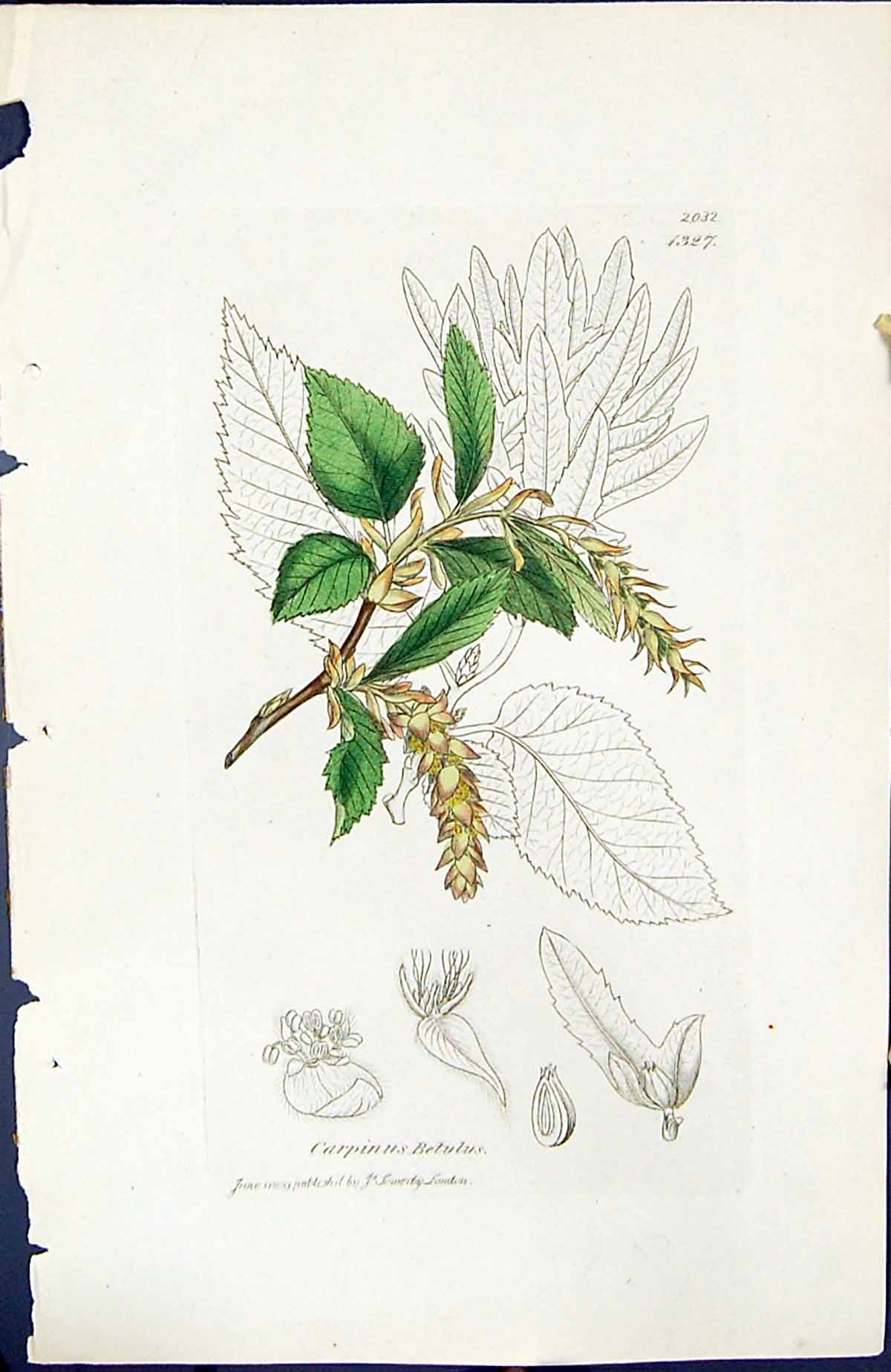 Antique Old Print Carpinus Betulus British Plants Botany 1847 Sowerby Smith