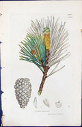 Antique Old Print Pinus Sylvestris British Plants Botany 1847 Sowerby Smith