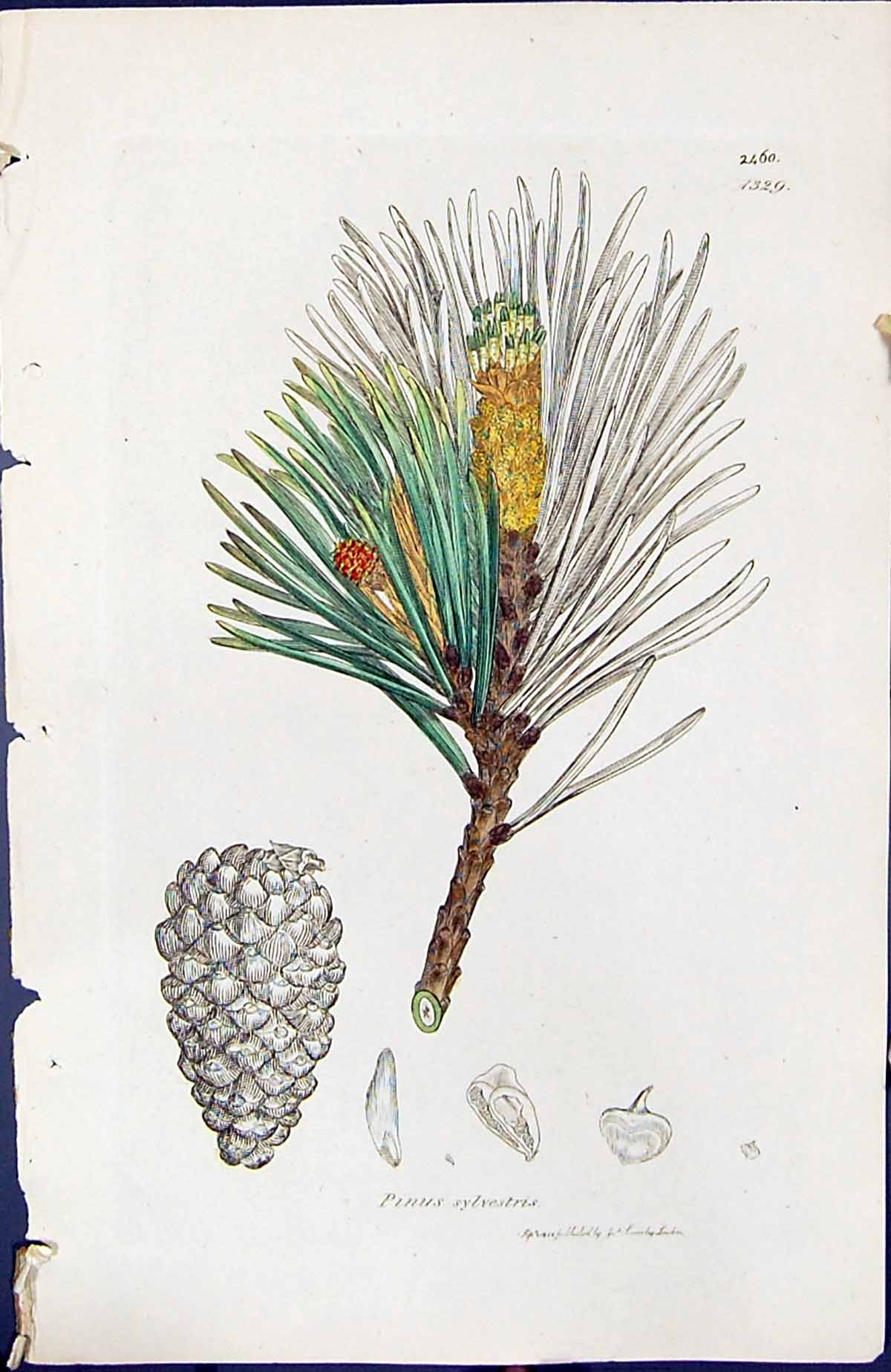 Antique Old Print Pinus Sylvestris British Plants Botany 1847 Sowerby Smith