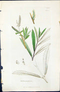 Old Print Salix Purpurea British Plants Botany 1847 Sowerby Smith Colour 19th