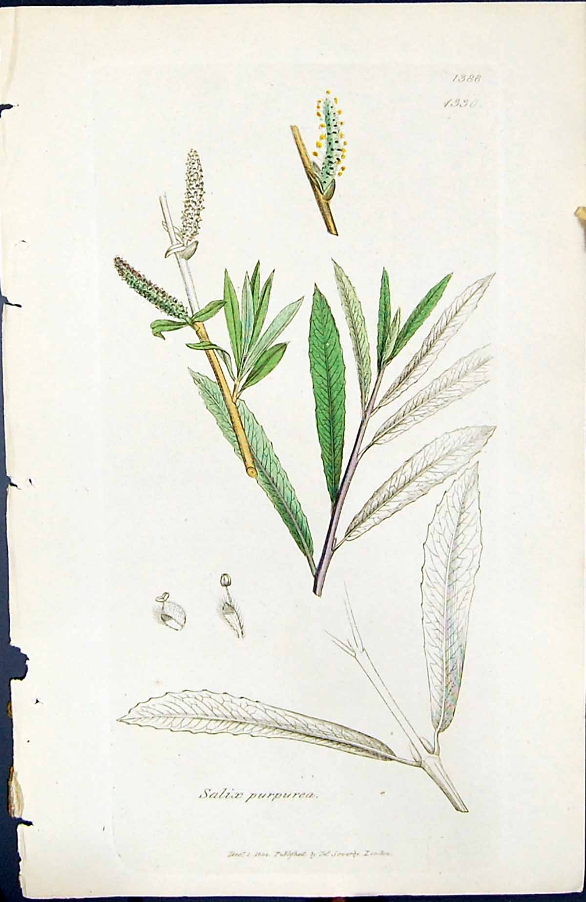 Old Print Salix Purpurea British Plants Botany 1847 Sowerby Smith Colour 19th